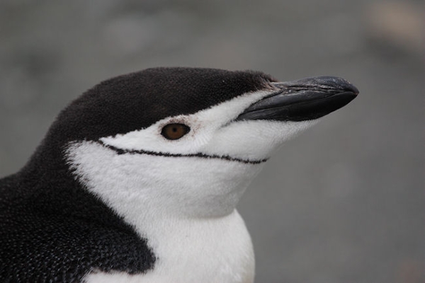 Day14_EleIs_CLookout_3506 (1).jpg - Chinstrap Penguin, Cape Lookout, Elephant Island, South Shetlands